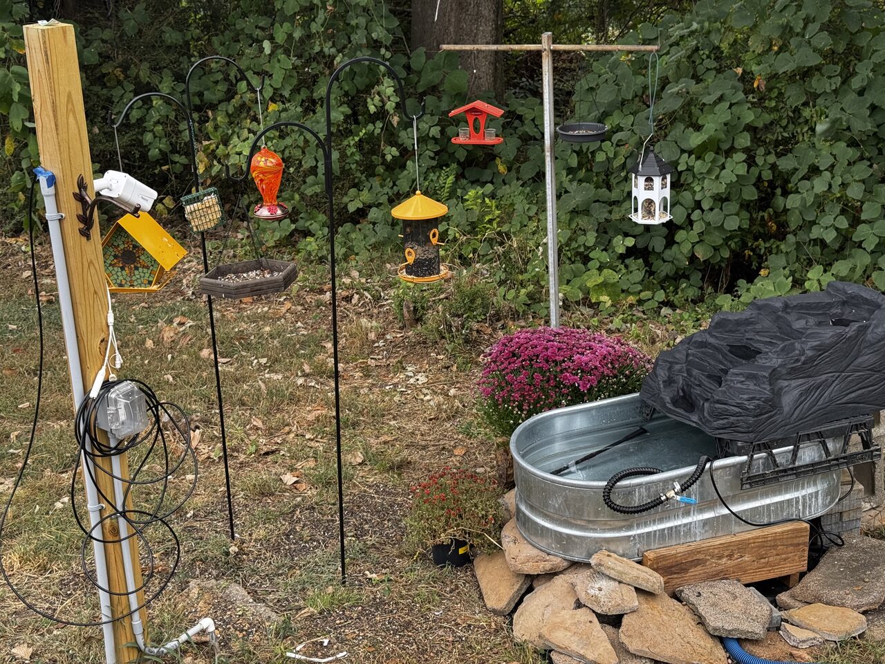 Our backyard feeding station in Graysville, Alabama — a white camera mounted on a wooden post overlooks several hanging feeders, a galvanized stock-tank water feature, and pots of purple chrysanthemums