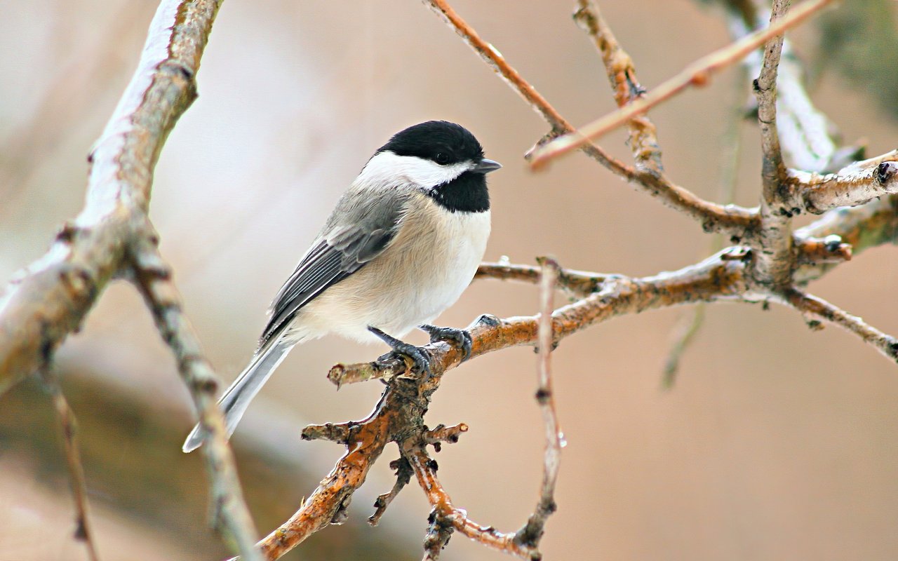 Carolina Chickadee at the Graysville, Alabama backyard bird feeder