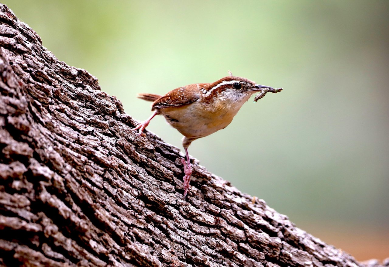 Carolina Wren at the Graysville, Alabama backyard bird feeder