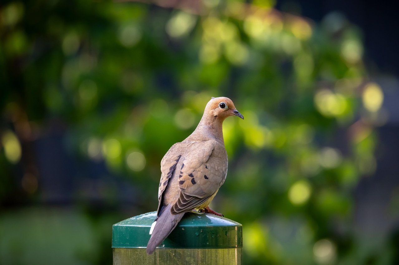 Mourning Dove at the Graysville, Alabama backyard bird feeder