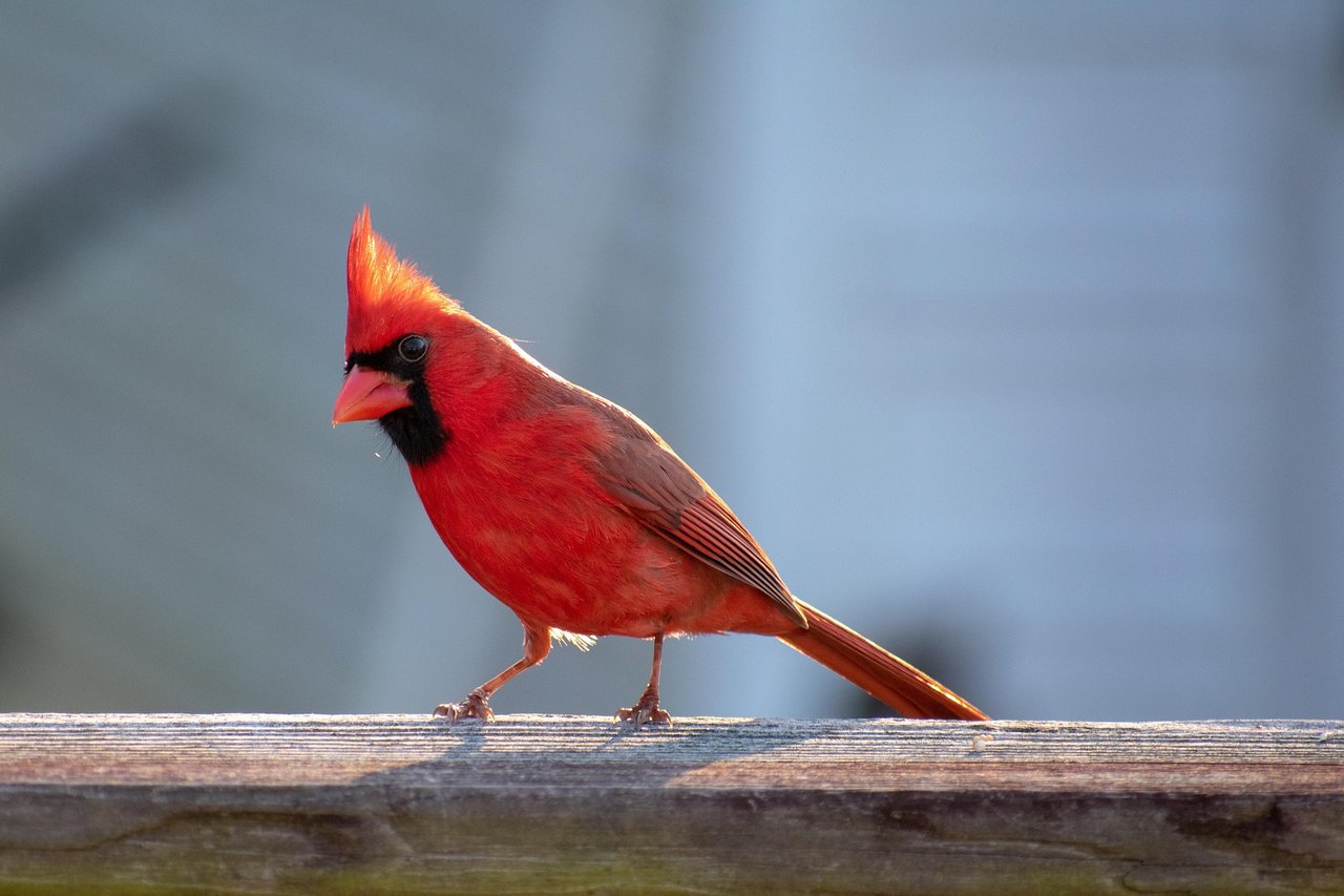 Northern Cardinal at the Graysville, Alabama backyard bird feeder