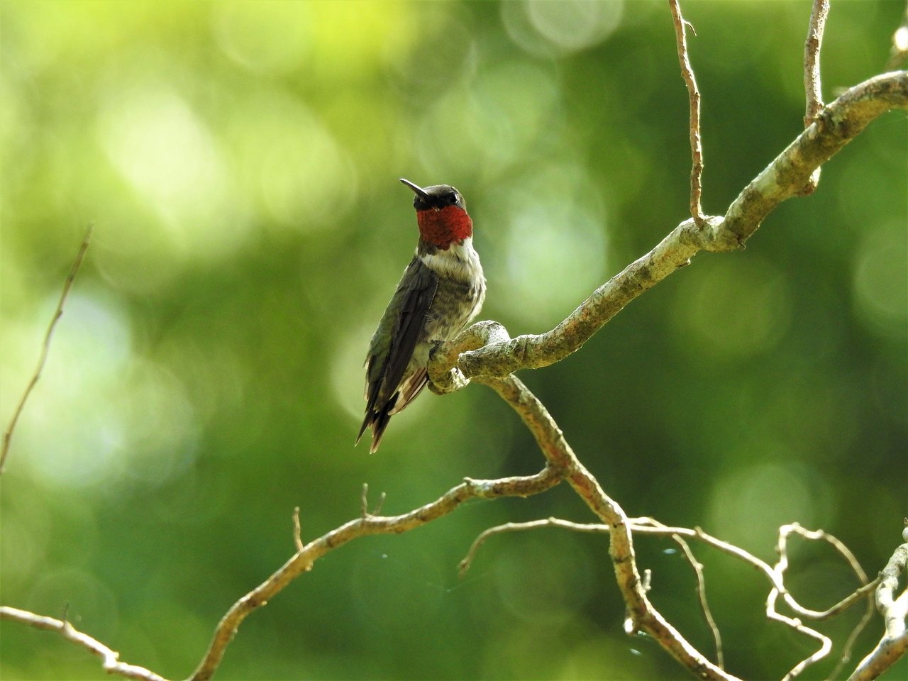 Ruby-throated Hummingbird at the Graysville, Alabama backyard bird feeder