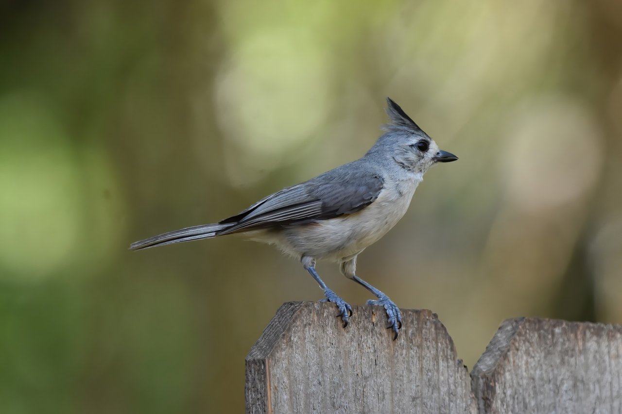 Tufted Titmouse at the Graysville, Alabama backyard bird feeder